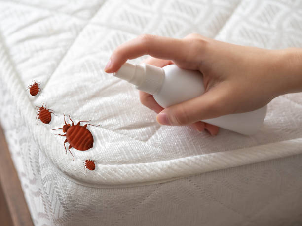 Best Pest Removal Services  in Jersey Village, TX