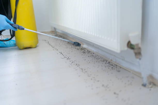 Pest Prevention Services in Jersey Village, TX