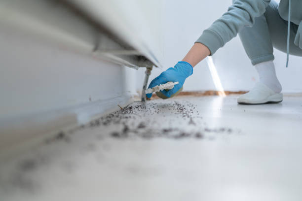 Best Pest Inspection Near Me  in Jersey Village, TX